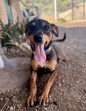 DOBBY (GIDGET) Imagen 1